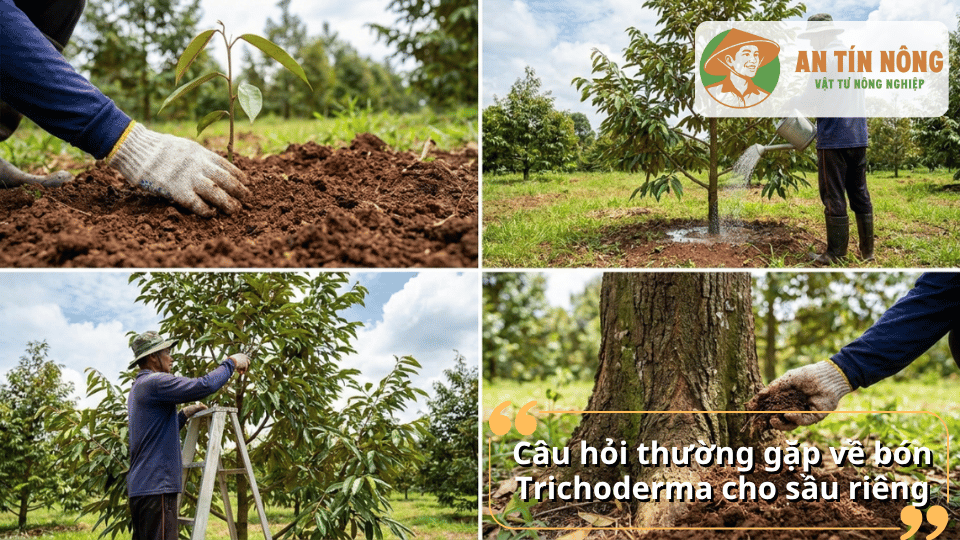 Giải đáp các câu hỏi thường gặp về cách dùng Trichoderma cho cây sầu riêng.