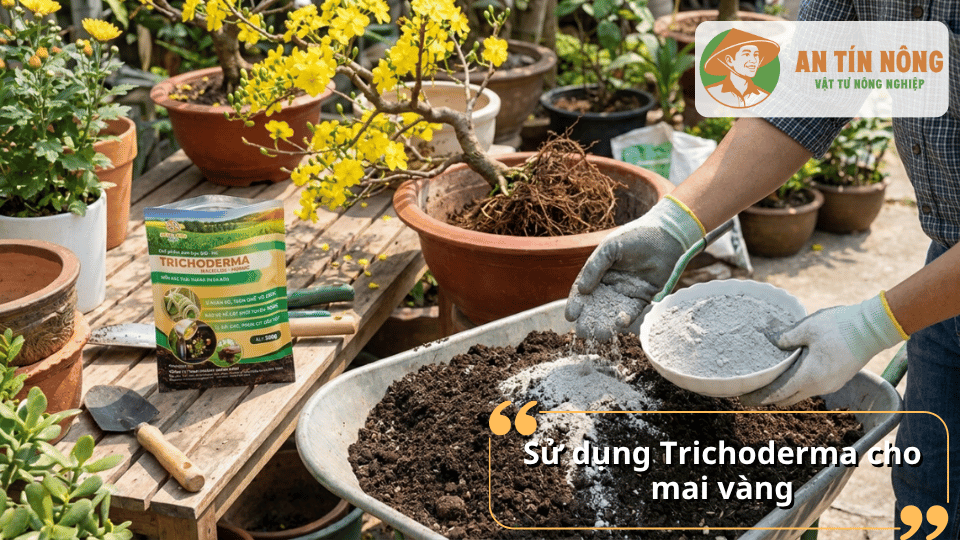 Giữ đất tơi xốp, hỗ trợ bộ rễ phát triển khỏe mạnh để mai vàng sinh trưởng ổn định