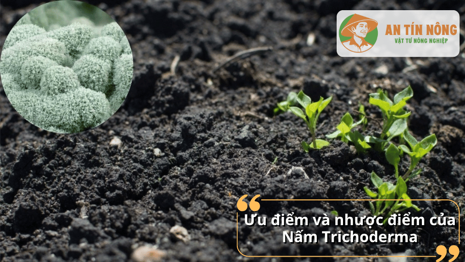 Ưu điểm nổi bật là an toàn, thân thiện môi trường và cải tạo đất hiệu quả