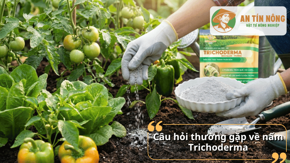 Giải đáp các thắc mắc phổ biến về cách dùng, liều lượng, thời điểm bón và lưu ý