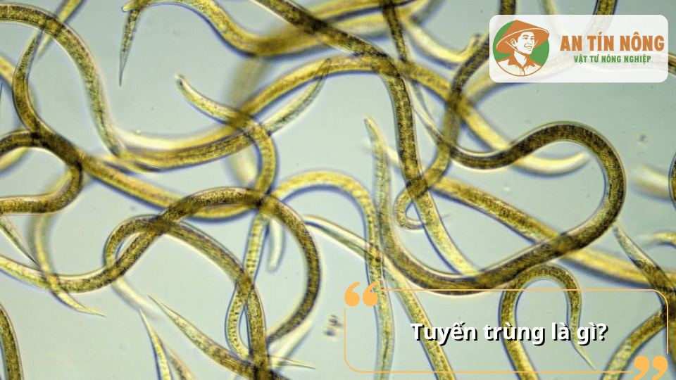 Hình ảnh tuyến trùng gây hại rễ cây dưới kính hiển vi