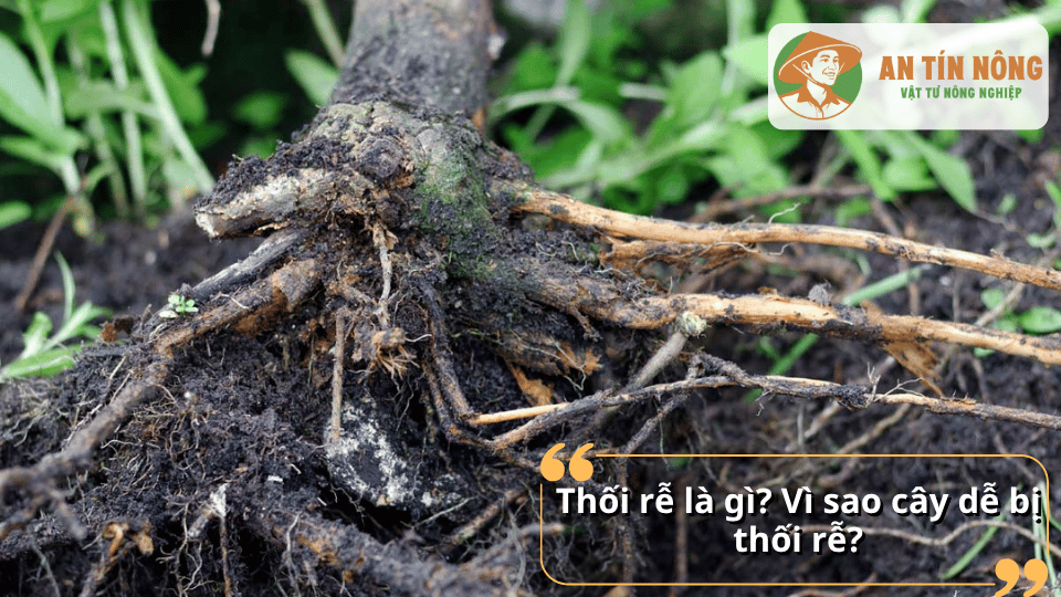 Bộ rễ cây bị thối do nấm bệnh và úng nước trong đất