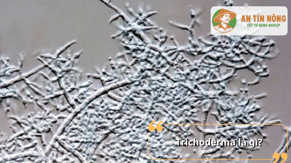 Hình ảnh vi nấm Trichoderma dưới kính hiển vi dùng trong nông nghiệp và cải tạo đất.