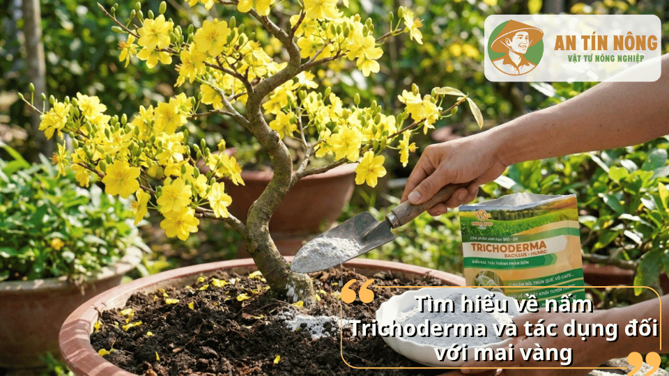 Bón Trichoderma cho cây mai vàng để cải tạo đất và hỗ trợ cây phát triển khỏe mạnh.