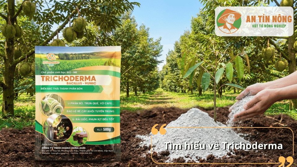 Tìm hiểu nấm Trichoderma và công dụng bảo vệ bộ rễ cho cây sầu riêng trong vườn.