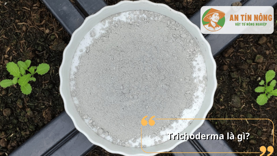 Nấm Trichoderma là vi sinh vật có lợi sống trong đất, nổi bật với khả năng phân hủy chất hữu cơ và ức chế
