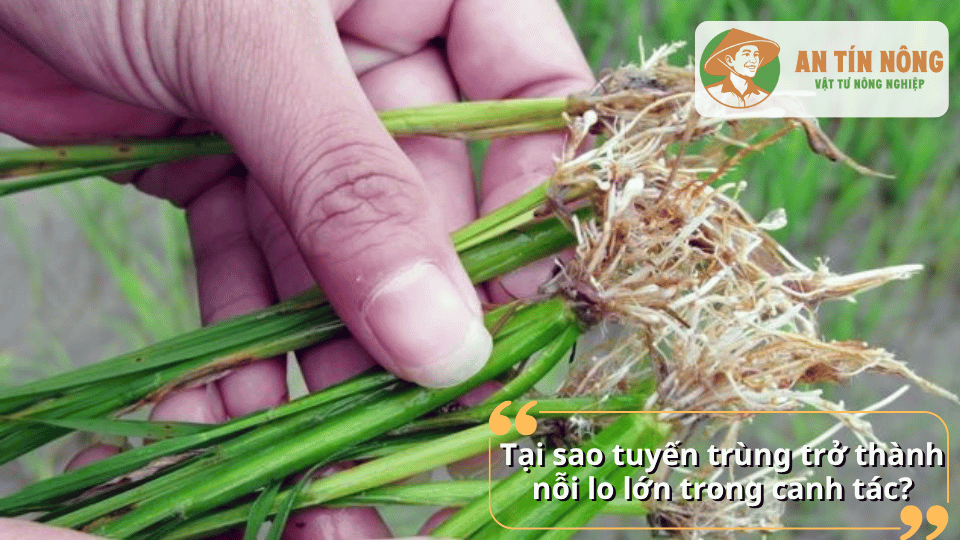 Rễ cây bị tuyến trùng gây hại làm cây còi cọc và kém phát triển