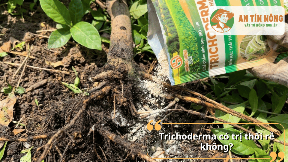 Bón nấm Trichoderma quanh gốc để hỗ trợ điều trị thối rễ cây