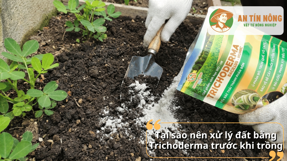 Vì sao nên xử lý đất bằng Trichoderma trước khi trồng cây
