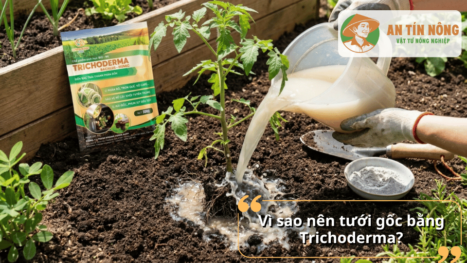 Tưới gốc cây bằng dung dịch Trichoderma giúp tăng hệ vi sinh và bảo vệ bộ rễ cây trồng.