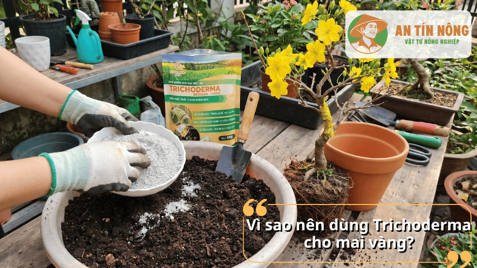 Trộn Trichoderma vào đất trồng mai vàng giúp tăng hệ vi sinh có lợi và phòng ngừa bệnh rễ.