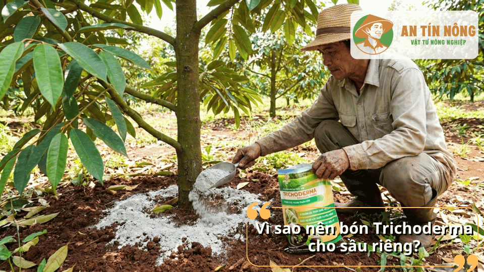 Bón Trichoderma cho cây sầu riêng giúp hạn chế nấm bệnh và tăng hấp thu dinh dưỡng.