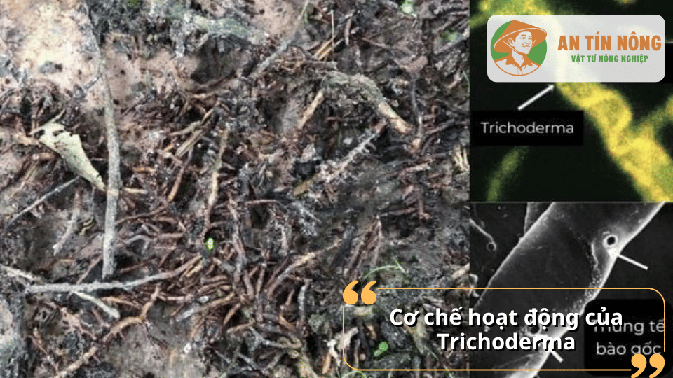 Trichoderma phát triển mạnh quanh vùng rễ, cạnh tranh dinh dưỡng với nấm hại