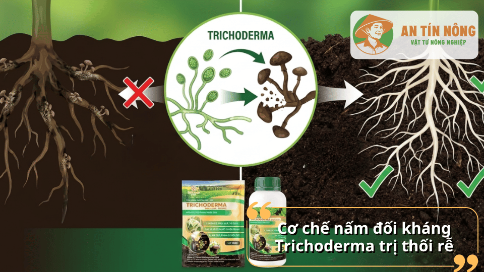 Cơ chế đối kháng của Trichoderma giúp tiêu diệt nấm gây thối rễ