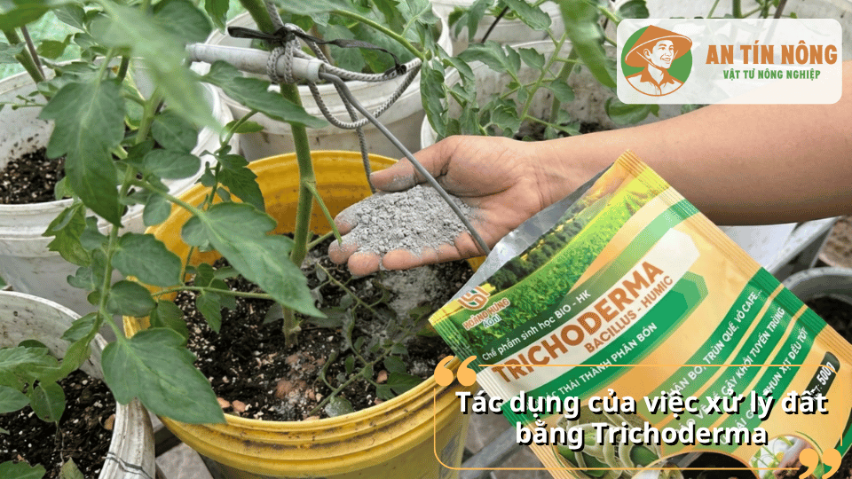Tác dụng của việc xử lý đất bằng Trichoderma đối với cây trồng