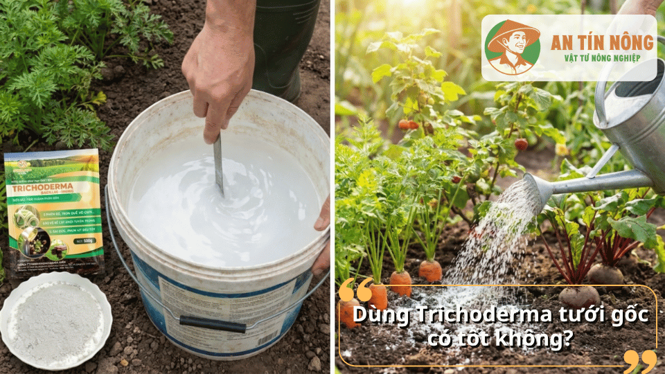 Pha Trichoderma với nước để tưới gốc cho rau màu và cây ăn trái an toàn, hiệu quả.