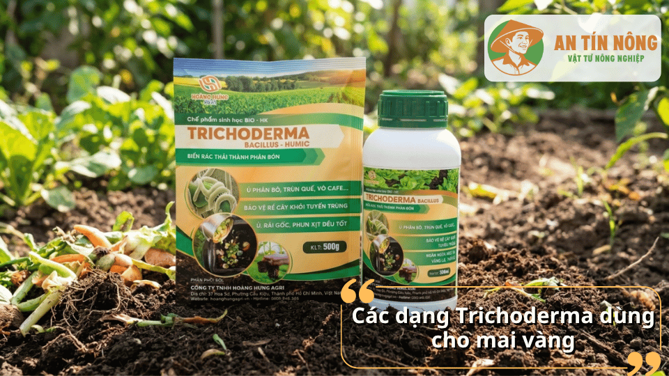 Các dạng chế phẩm Trichoderma dùng cho mai vàng gồm dạng bột và dạng nước sinh học.