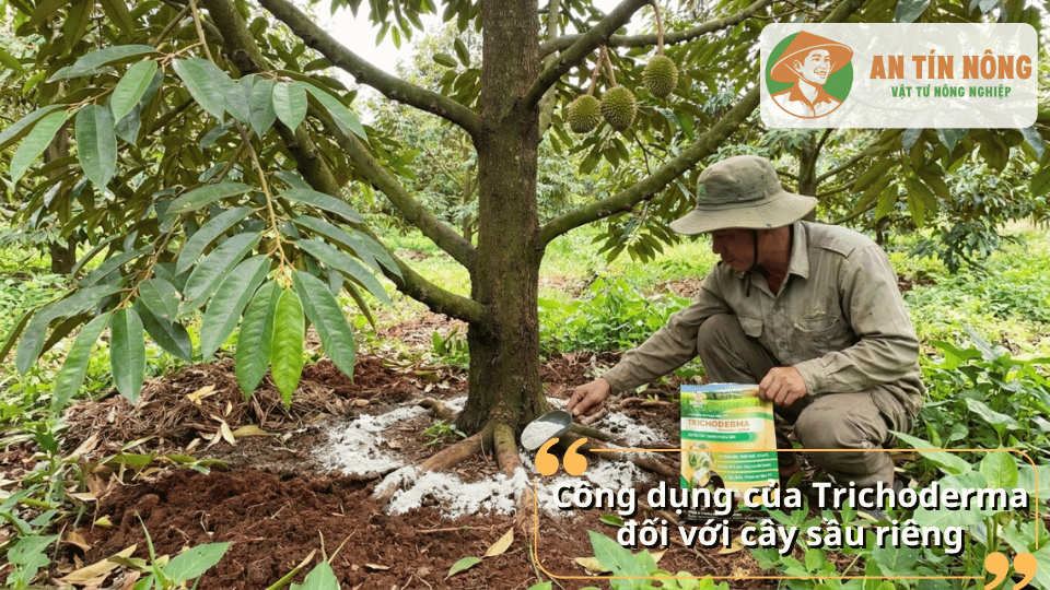 Công dụng của Trichoderma đối với cây sầu riêng trong việc cải tạo đất và bảo vệ rễ.