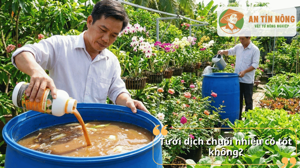 Pha dịch chuối vi sinh đúng cách giúp cây hấp thu dinh dưỡng và phát triển tốt hơn.