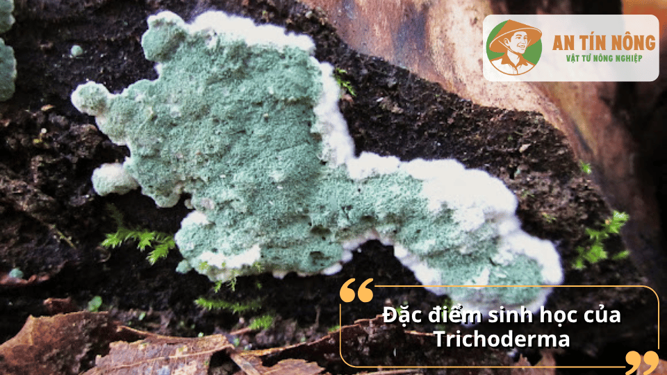 Sinh trưởng nhanh, thích nghi tốt trong môi trường hữu cơ và tạo hệ vi sinh cân bằng giúp đất tơi xốp, màu mỡ hơn.