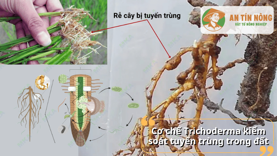 Cơ chế Trichoderma kiểm soát tuyến trùng và bảo vệ rễ cây