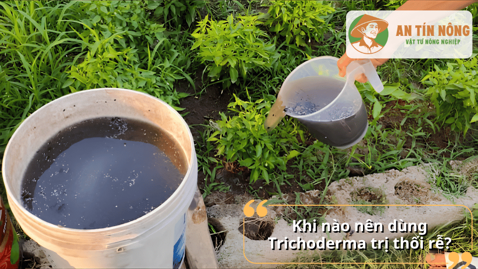 Tưới dung dịch Trichoderma để phòng và trị bệnh thối rễ cho cây trồng