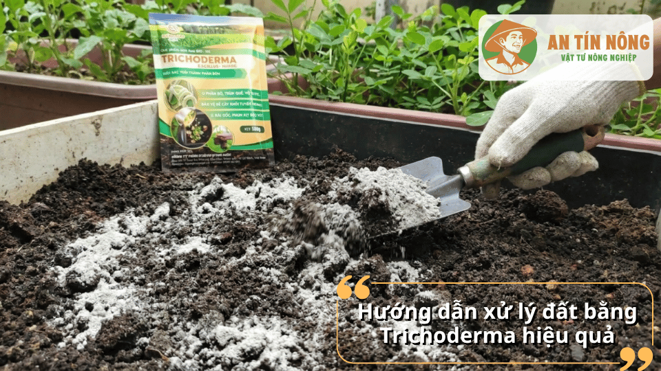 Hướng dẫn xử lý đất bằng Trichoderma hiệu quả tại nhà