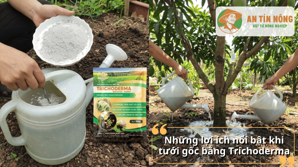 Lợi ích nổi bật của Trichoderma khi tưới gốc giúp cây hấp thụ dinh dưỡng tốt hơn.