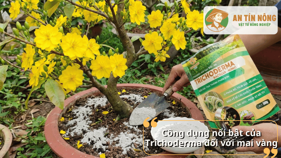Bón Trichoderma quanh gốc mai vàng giúp cải tạo đất, tăng hấp thu dinh dưỡng và kích thích ra rễ.