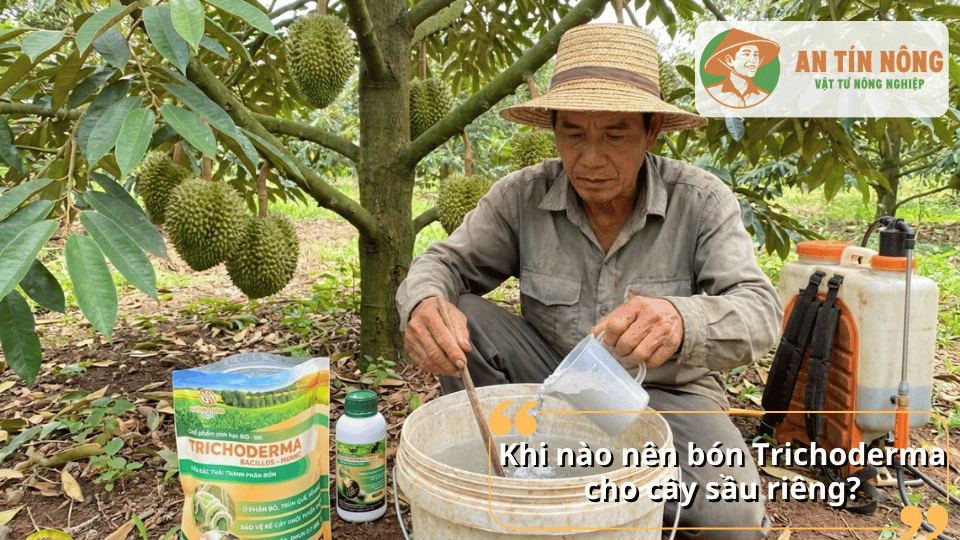Hướng dẫn thời điểm phù hợp để bón Trichoderma cho cây sầu riêng đạt hiệu quả cao.