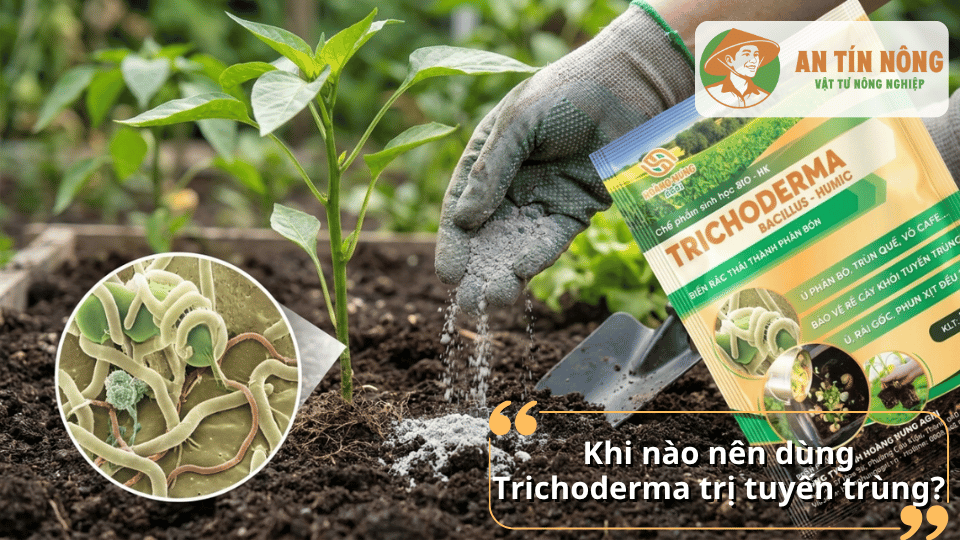 Sử dụng Trichoderma cho cây trồng bị tuyến trùng gây hại