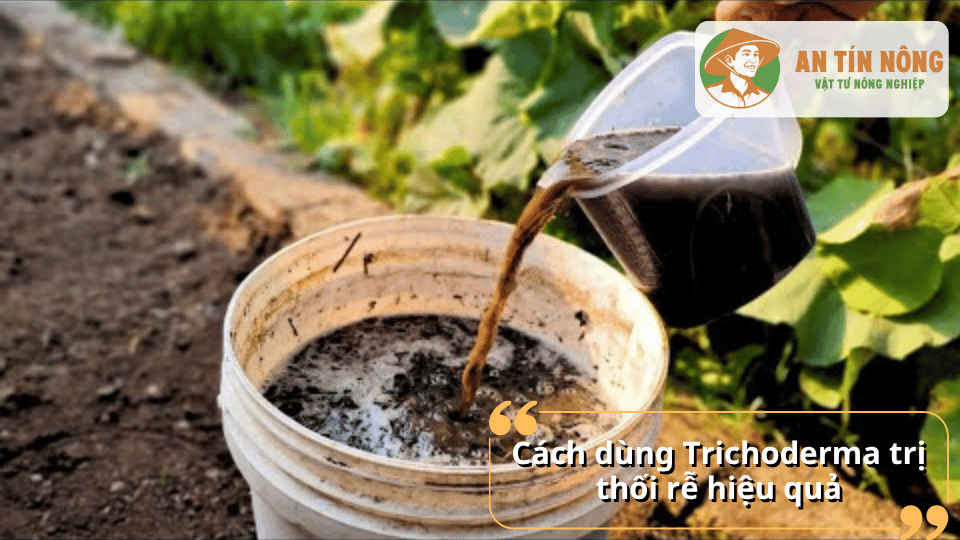 Pha Trichoderma dạng nước để xử lý đất và phục hồi bộ rễ cây