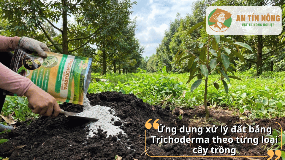 Ứng dụng Trichoderma để xử lý đất cho nhiều loại cây trồng khác nhau