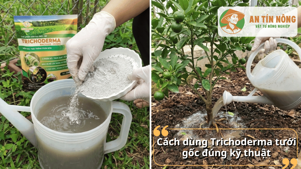 Cách pha và tưới Trichoderma đúng kỹ thuật cho cây có múi và cây trồng tại vườn.