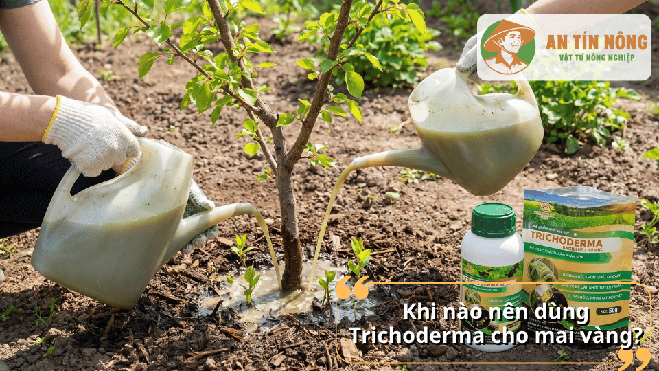 Tưới Trichoderma cho mai vàng vào gốc cây giúp phục hồi bộ rễ và hạn chế nấm hại trong đất.