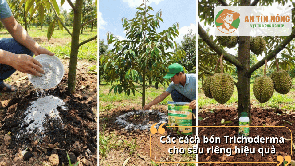 Các cách bón Trichoderma cho sầu riêng giúp cây phát triển khỏe mạnh và ổn định năng suất.