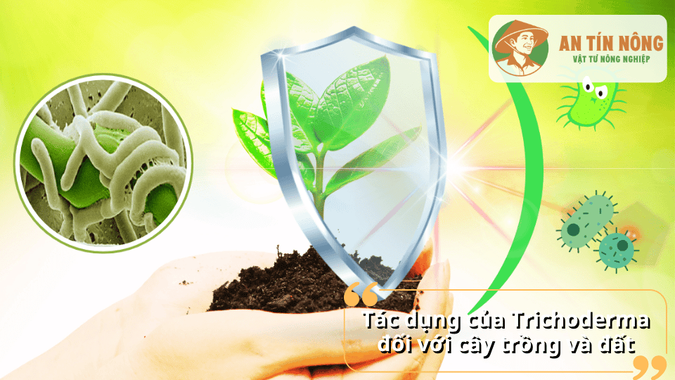 Giúp phòng ngừa nấm bệnh, kích thích rễ phát triển, cải thiện độ phì nhiêu của đất và nâng cao năng suất