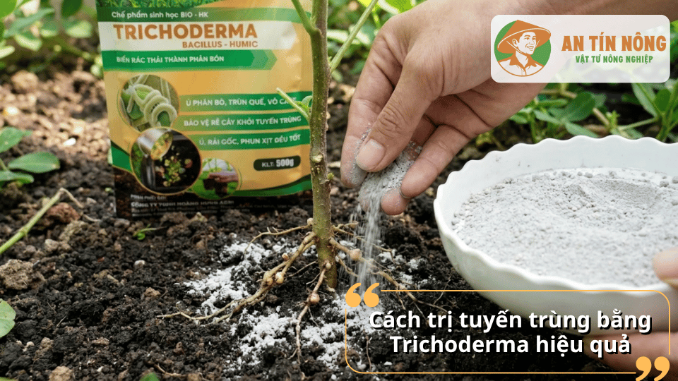 Hướng dẫn dùng Trichoderma trị tuyến trùng hiệu quả cho cây