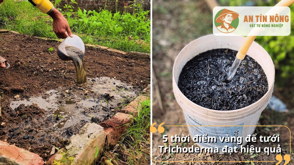 5 thời điểm thích hợp để tưới Trichoderma đạt hiệu quả cao