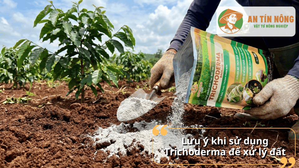 Những lưu ý quan trọng khi sử dụng Trichoderma để xử lý đất