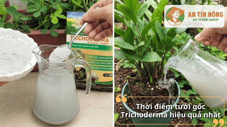 Thời điểm thích hợp để tưới gốc bằng Trichoderma giúp cây sinh trưởng khỏe mạnh.