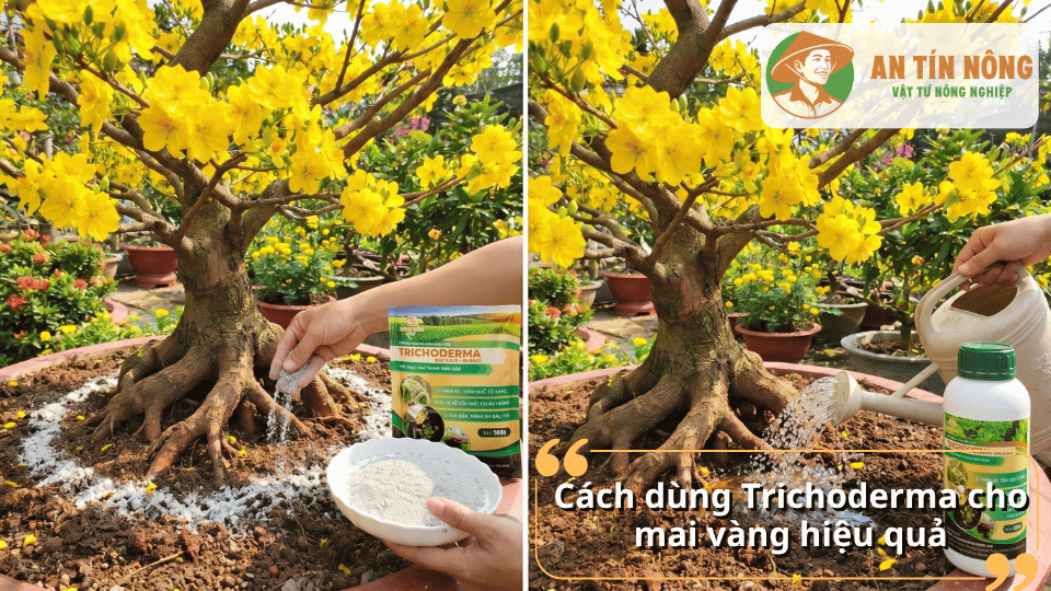 Hướng dẫn cách dùng Trichoderma cho mai vàng bằng phương pháp rải gốc và tưới nước.