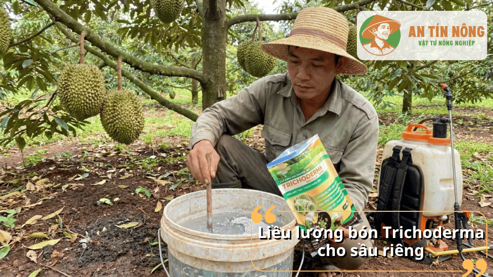 Pha và sử dụng Trichoderma đúng liều lượng cho cây sầu riêng để phòng bệnh hiệu quả.