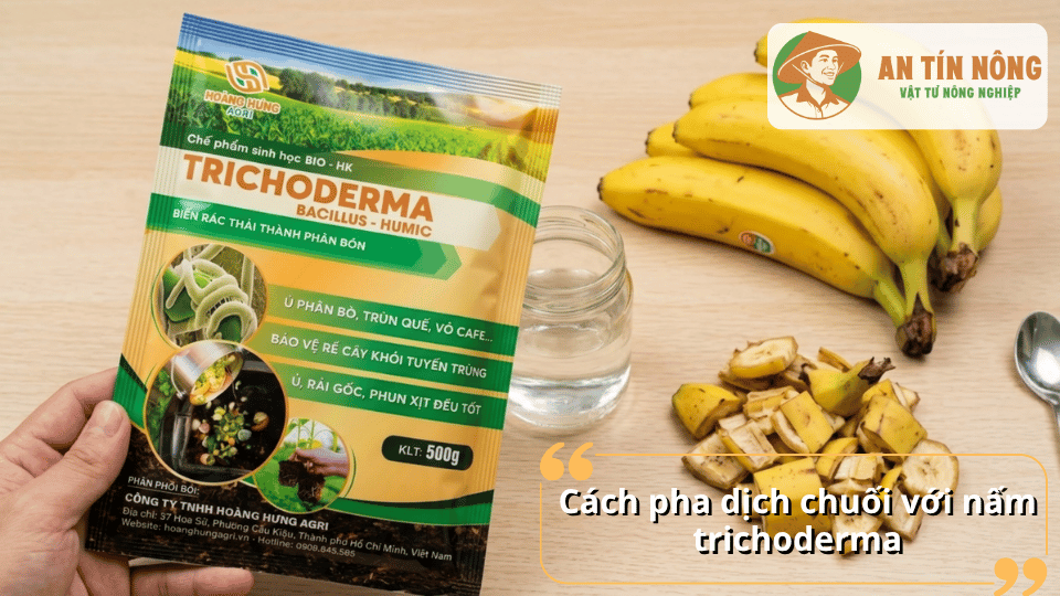 Kết hợp nấm Trichoderma với chuối để tạo dịch chuối vi sinh giúp cải tạo đất và dưỡng cây.