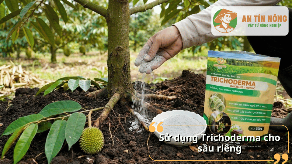 Bổ sung Trichoderma giúp bộ rễ sầu riêng khỏe mạnh, hạn chế nấm Phytophthora