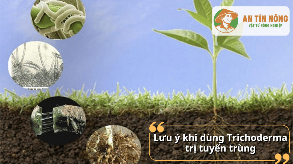 Lưu ý khi sử dụng Trichoderma để phòng và trị tuyến trùng