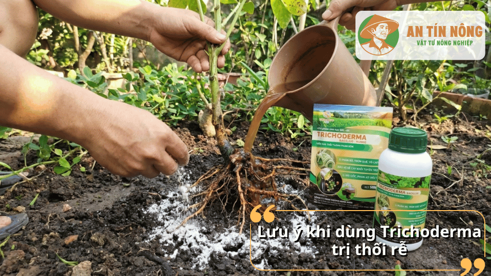 Lưu ý khi dùng Trichoderma trị thối rễ cho cây trồng