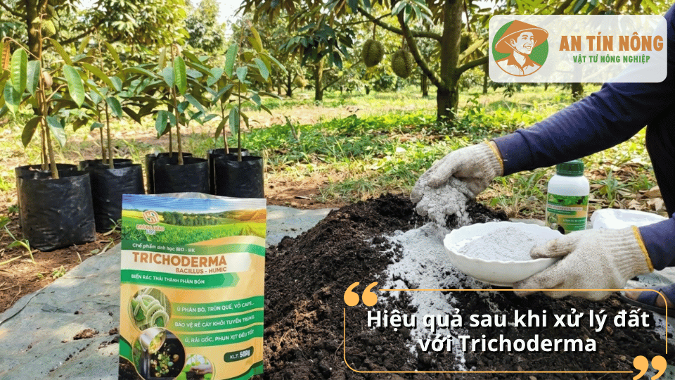 Hiệu quả sau khi xử lý đất bằng Trichoderma giúp cải tạo đất và bảo vệ rễ