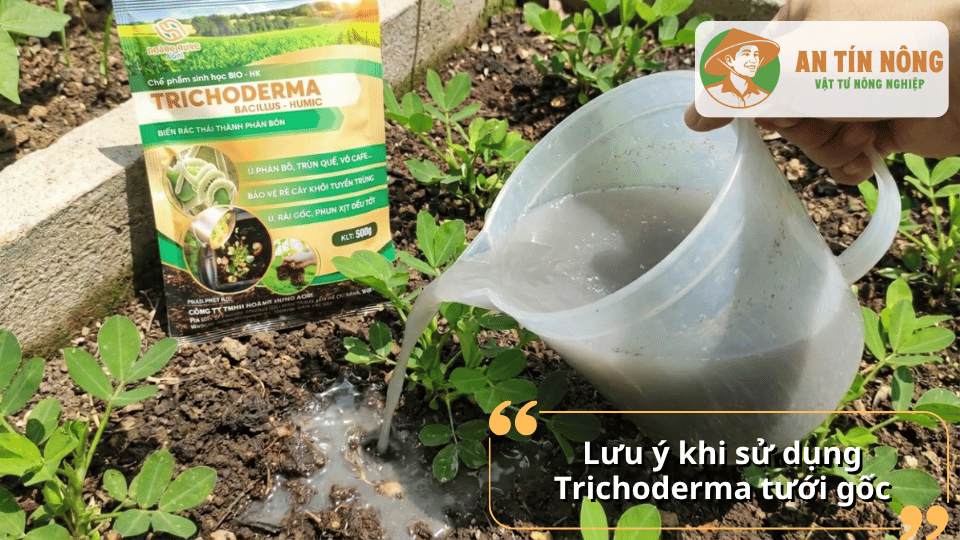 Lưu ý quan trọng khi sử dụng Trichoderma tưới gốc để đạt hiệu quả tối ưu cho cây trồng.
