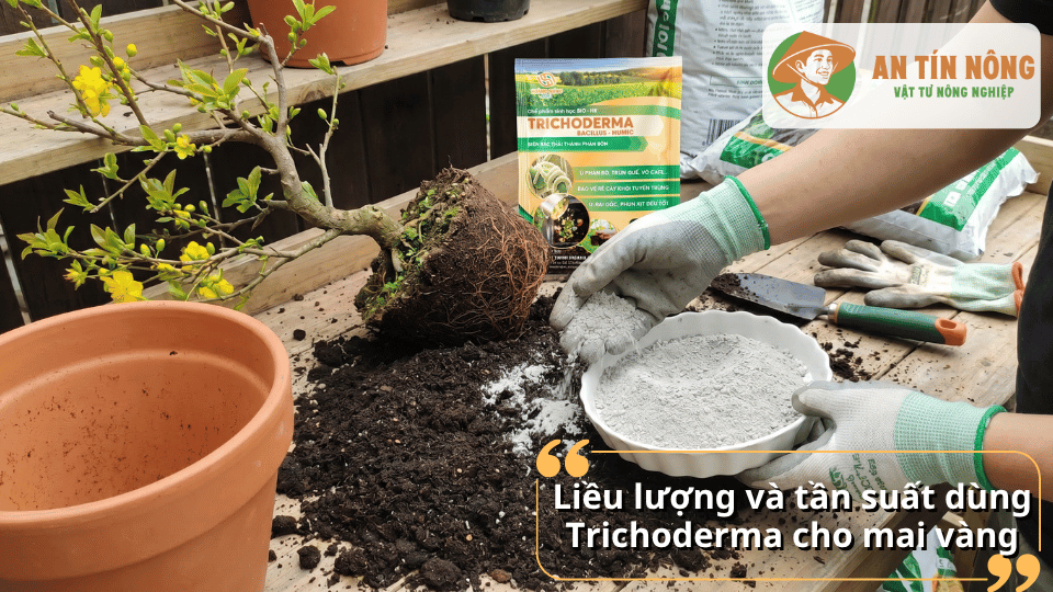 Người làm vườn thay đất và bổ sung Trichoderma cho mai vàng để cây phát triển bền vững.